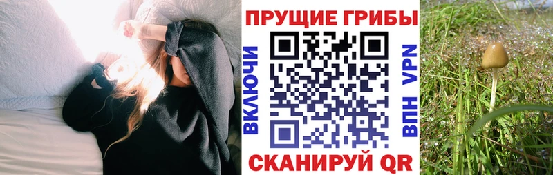 Галлюциногенные грибы Cubensis  Купить закладки  Фурманов 